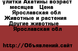 улитки Ахатины возраст 6 месяцев › Цена ­ 250 - Ярославская обл. Животные и растения » Другие животные   . Ярославская обл.